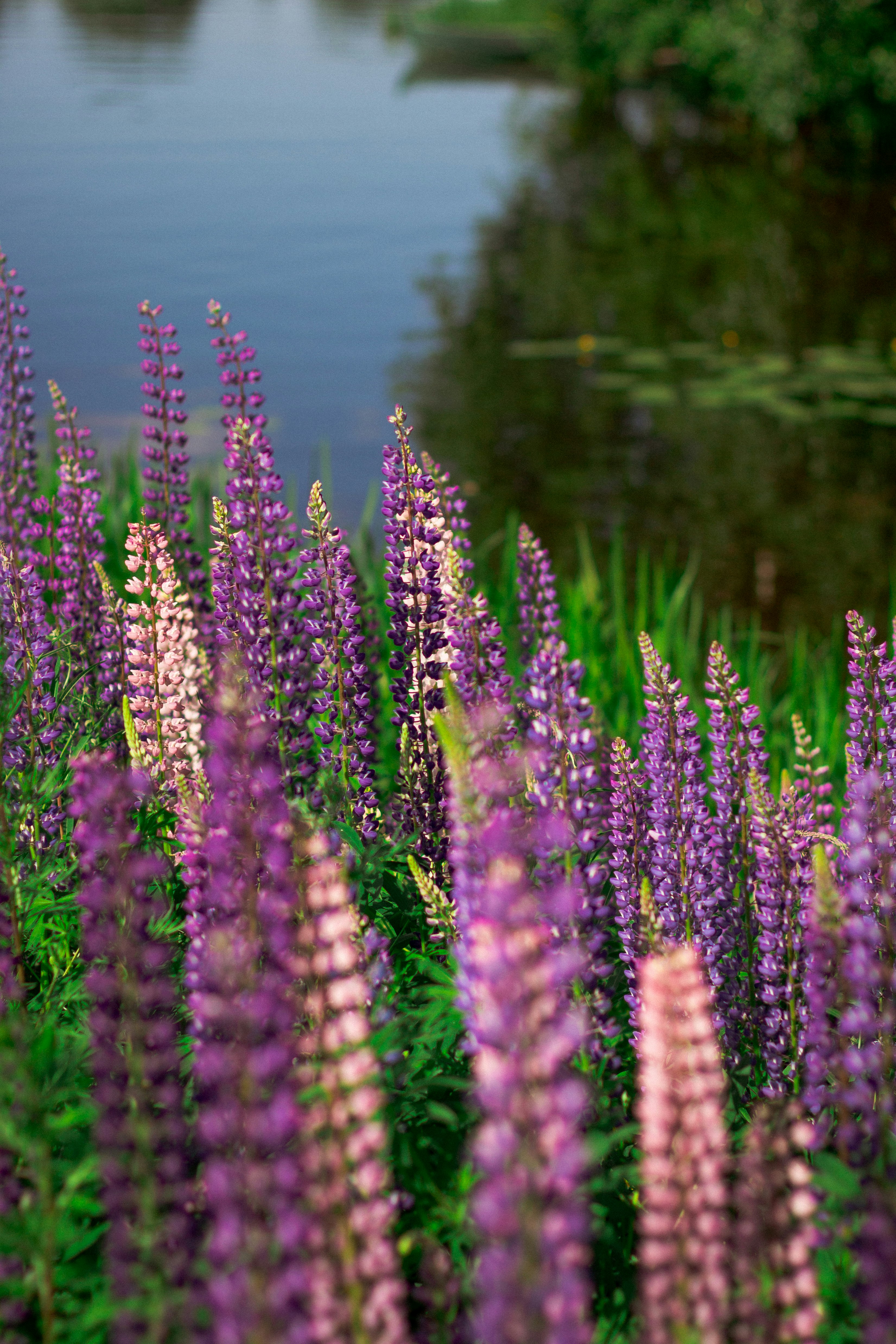 purple flowers near body of water during daytime